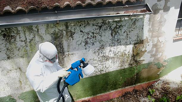 Trusted Mold Removal service in Decatur, MI - Cheap Mold Removal